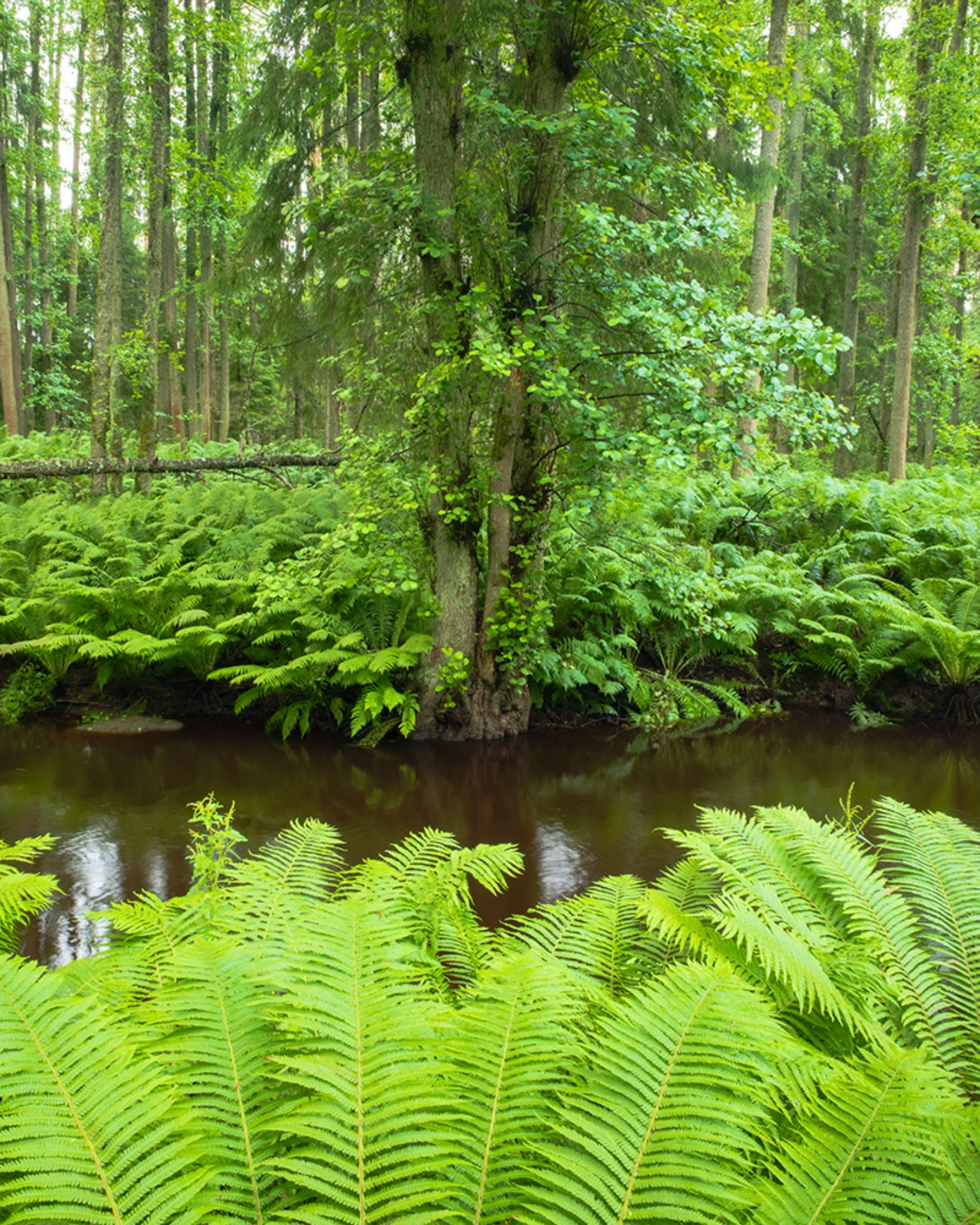 Potepanje po zeleni čudežni deželi